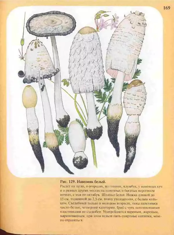 КулЛиб. А. В. Юдин - Большой определитель грибов. Страница № 169