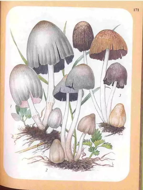 КулЛиб. А. В. Юдин - Большой определитель грибов. Страница № 171