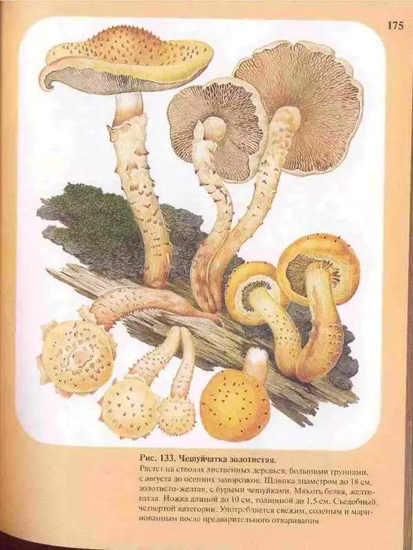 КулЛиб. А. В. Юдин - Большой определитель грибов. Страница № 175