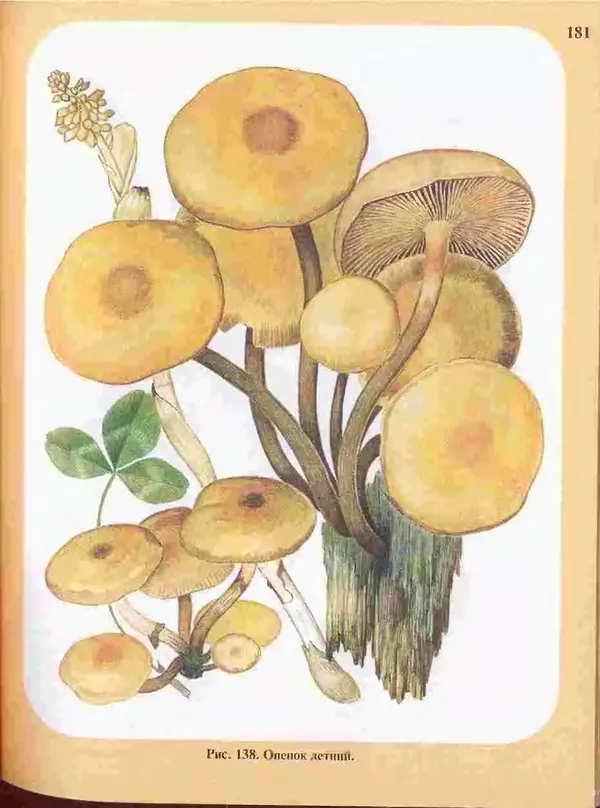 КулЛиб. А. В. Юдин - Большой определитель грибов. Страница № 181