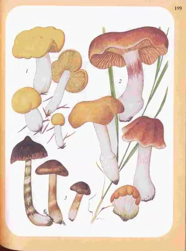 КулЛиб. А. В. Юдин - Большой определитель грибов. Страница № 199