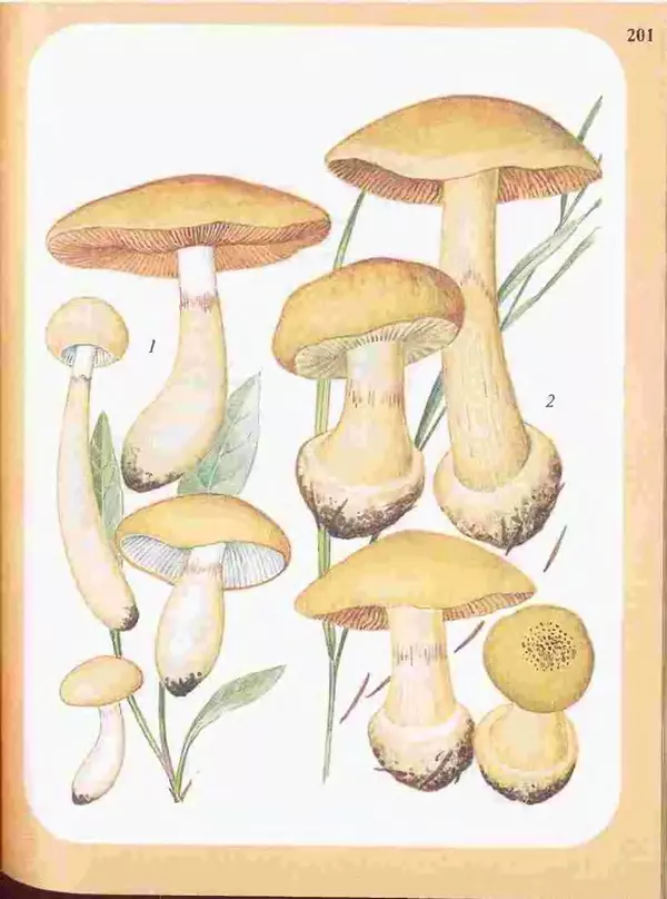 КулЛиб. А. В. Юдин - Большой определитель грибов. Страница № 201