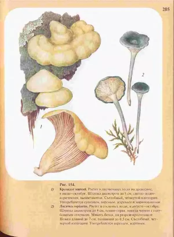 КулЛиб. А. В. Юдин - Большой определитель грибов. Страница № 205