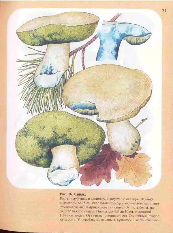 КулЛиб. А. В. Юдин - Большой определитель грибов. Страница № 21