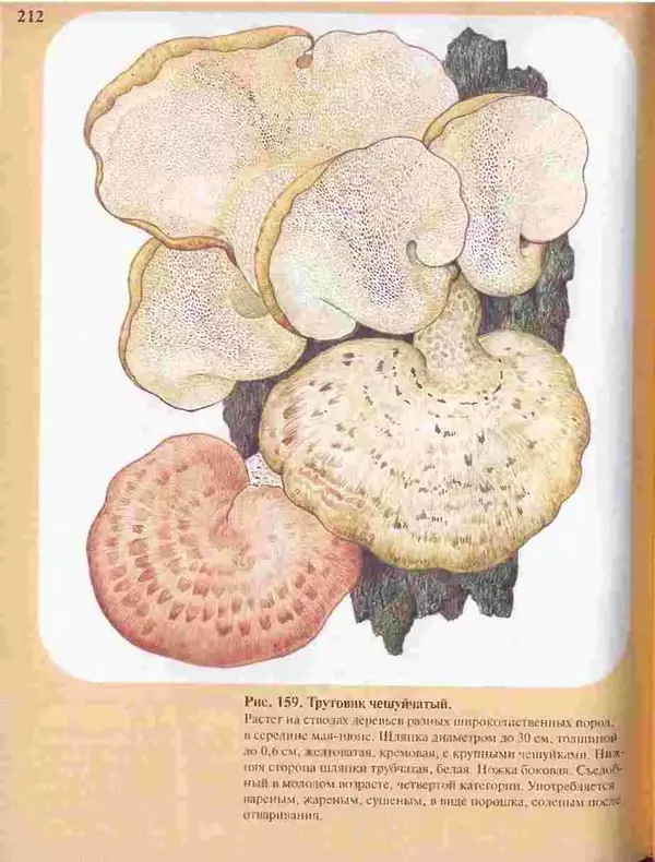 КулЛиб. А. В. Юдин - Большой определитель грибов. Страница № 212