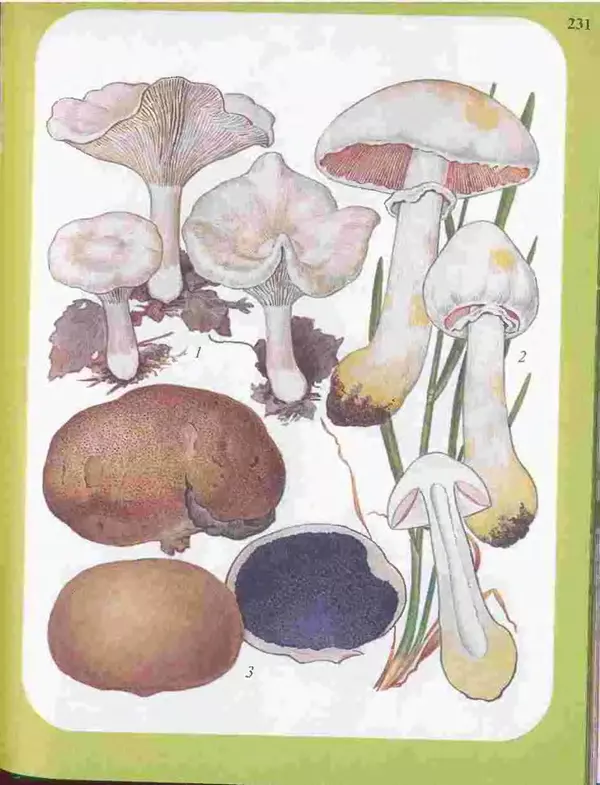 КулЛиб. А. В. Юдин - Большой определитель грибов. Страница № 231