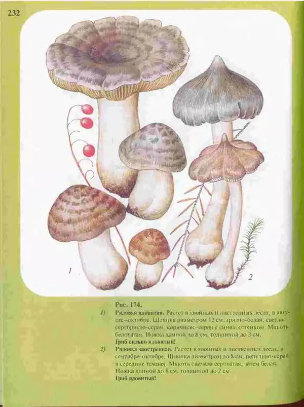 КулЛиб. А. В. Юдин - Большой определитель грибов. Страница № 232