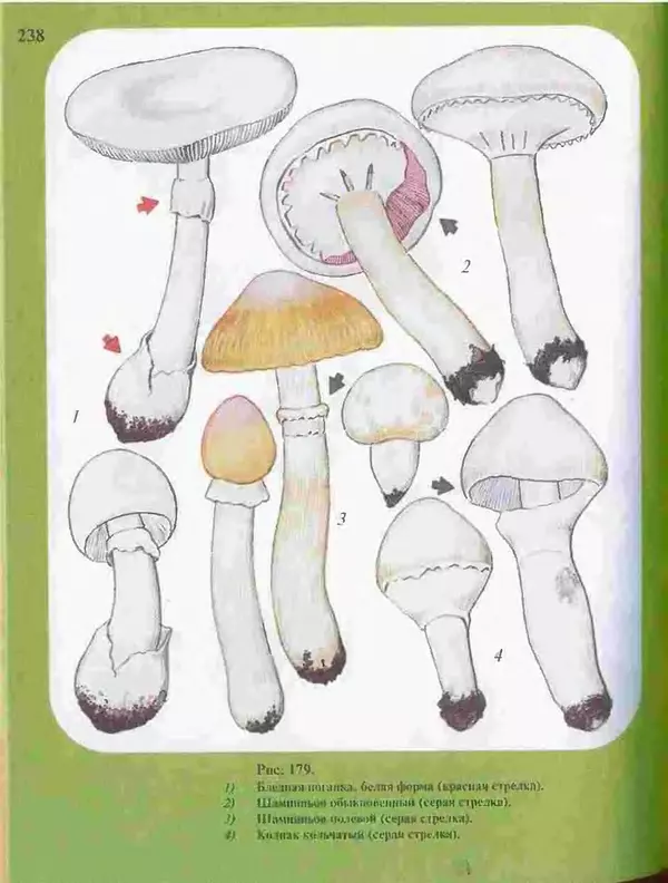 КулЛиб. А. В. Юдин - Большой определитель грибов. Страница № 238