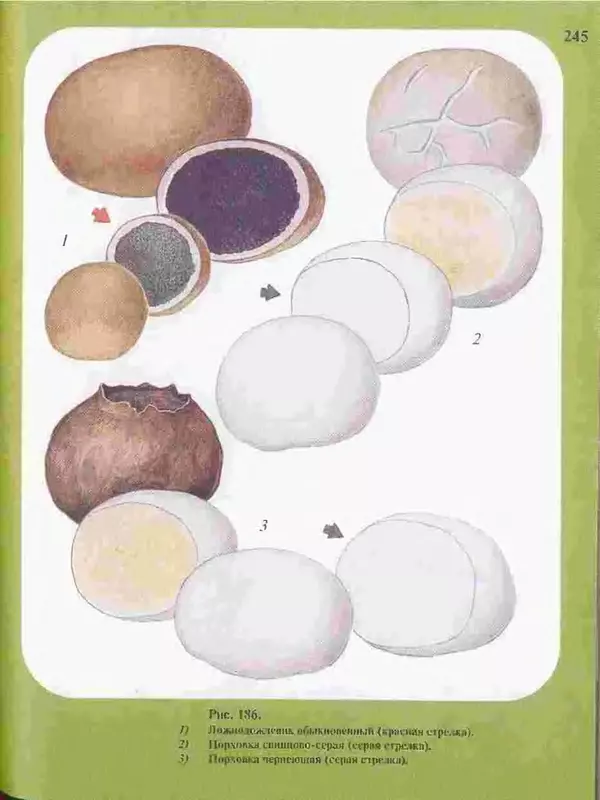КулЛиб. А. В. Юдин - Большой определитель грибов. Страница № 245