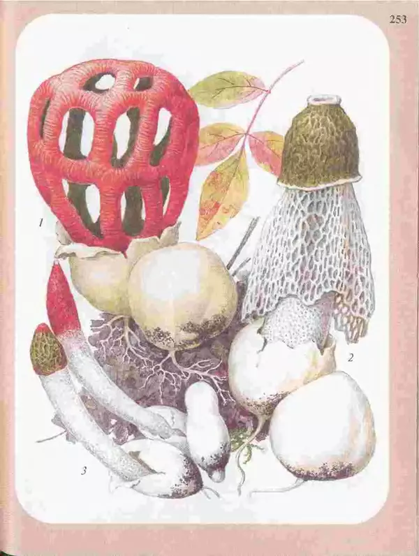 КулЛиб. А. В. Юдин - Большой определитель грибов. Страница № 253