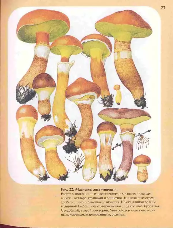 КулЛиб. А. В. Юдин - Большой определитель грибов. Страница № 27