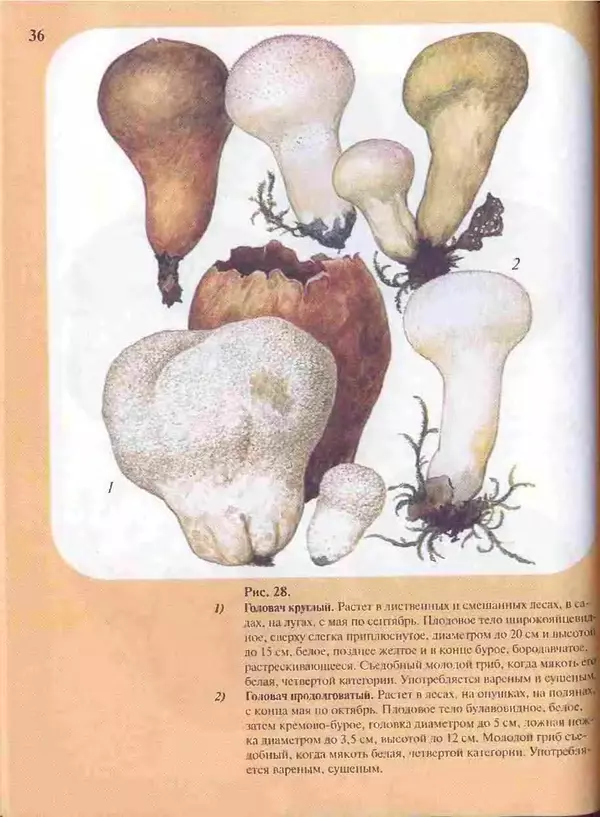 КулЛиб. А. В. Юдин - Большой определитель грибов. Страница № 36