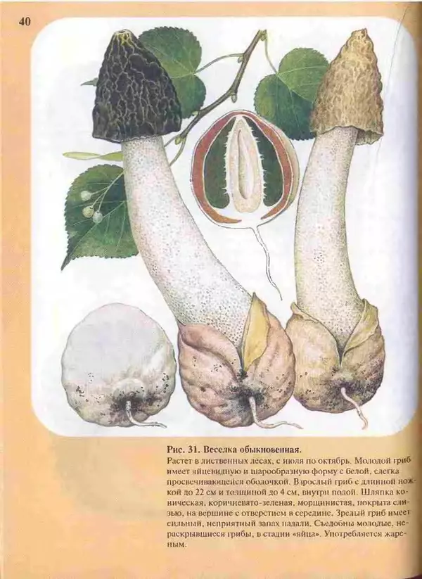 КулЛиб. А. В. Юдин - Большой определитель грибов. Страница № 40