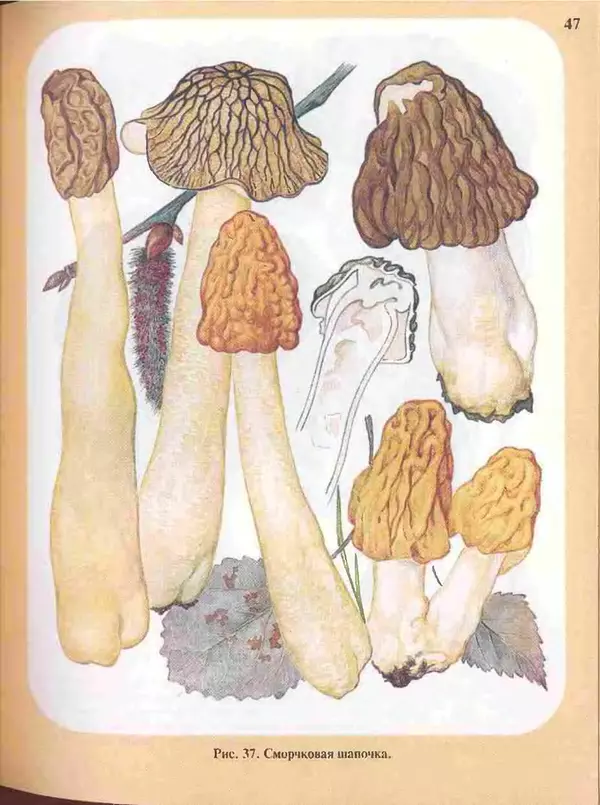 КулЛиб. А. В. Юдин - Большой определитель грибов. Страница № 47