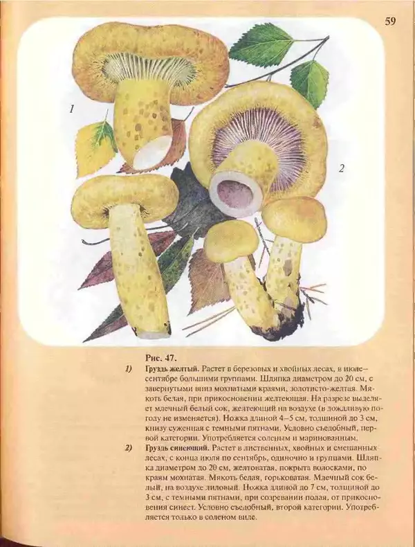 КулЛиб. А. В. Юдин - Большой определитель грибов. Страница № 59