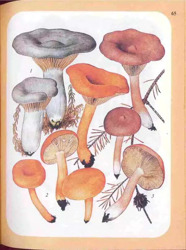 КулЛиб. А. В. Юдин - Большой определитель грибов. Страница № 65