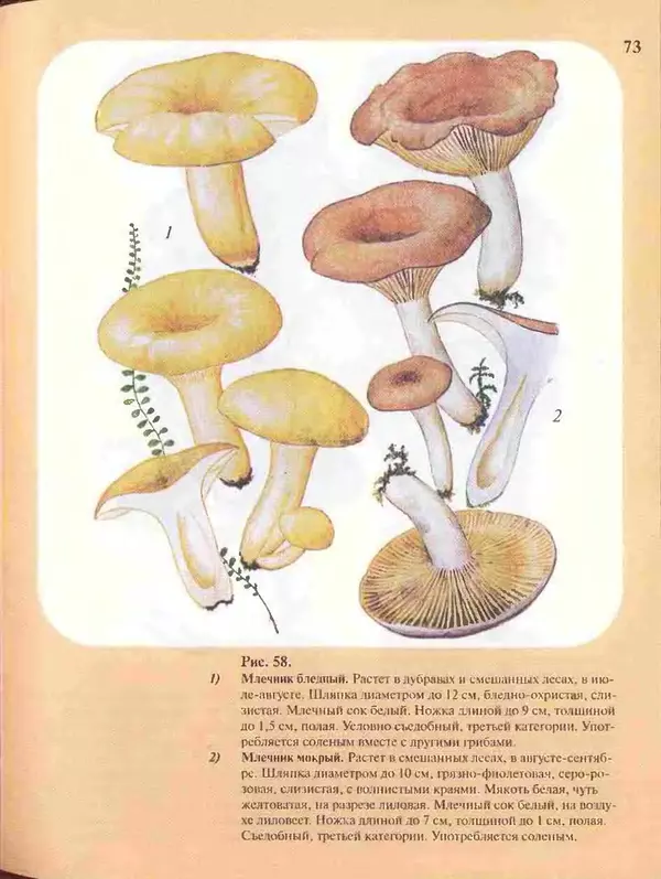 КулЛиб. А. В. Юдин - Большой определитель грибов. Страница № 73