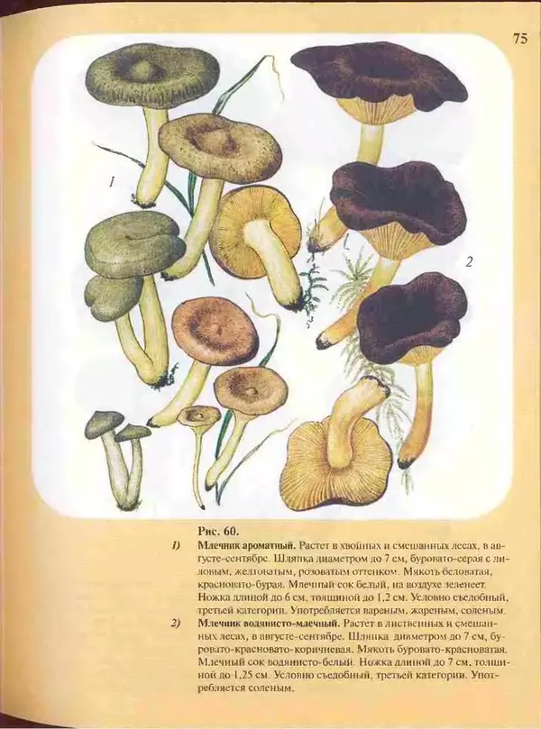 КулЛиб. А. В. Юдин - Большой определитель грибов. Страница № 75