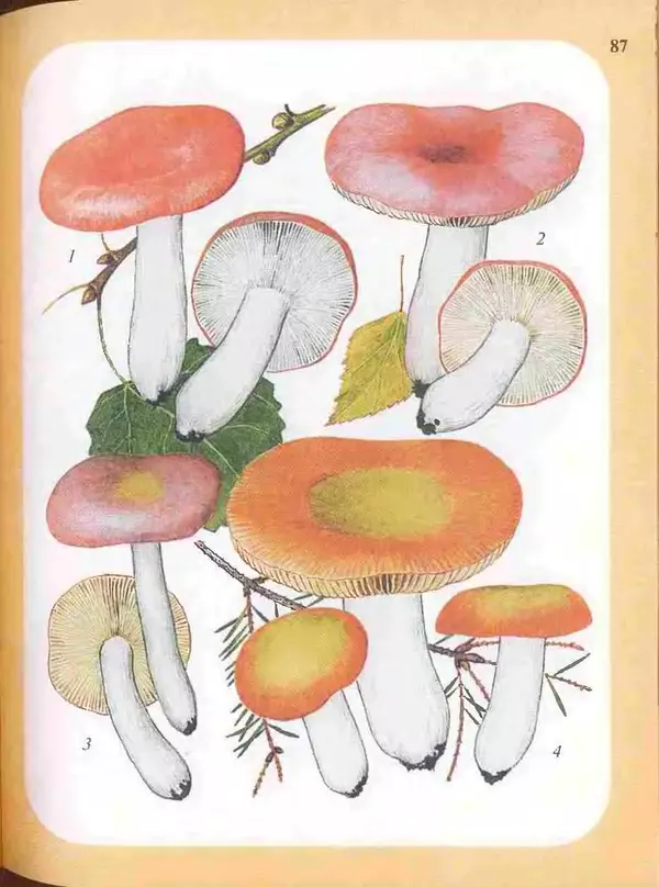 КулЛиб. А. В. Юдин - Большой определитель грибов. Страница № 87