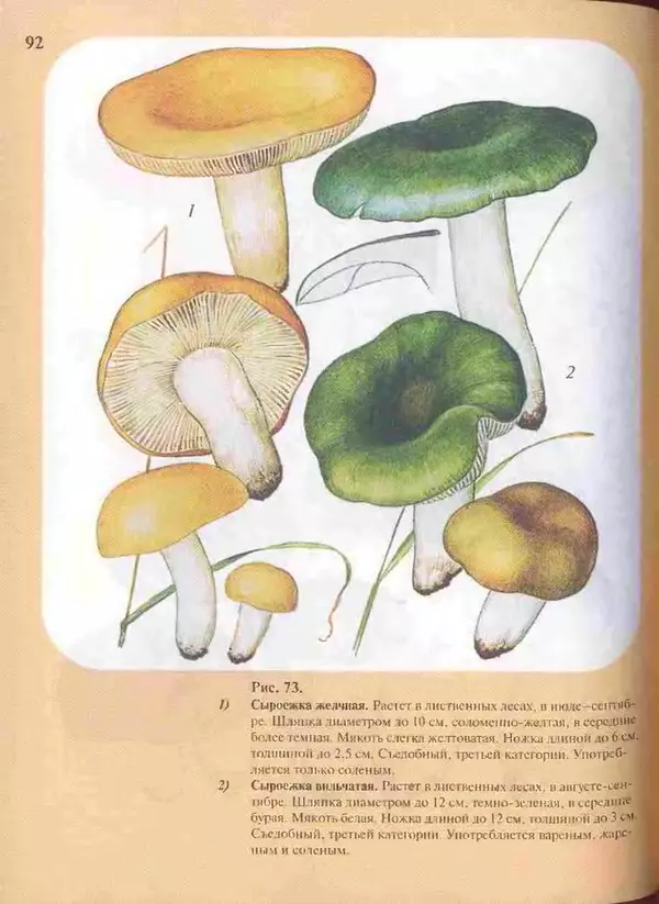 КулЛиб. А. В. Юдин - Большой определитель грибов. Страница № 92