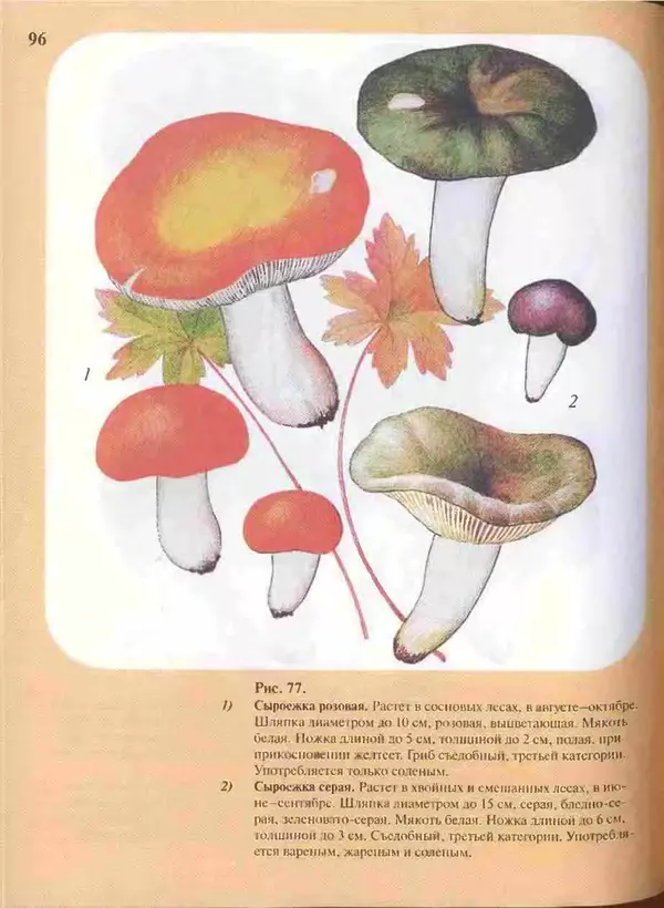КулЛиб. А. В. Юдин - Большой определитель грибов. Страница № 96