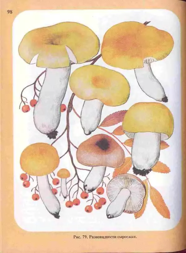 КулЛиб. А. В. Юдин - Большой определитель грибов. Страница № 98