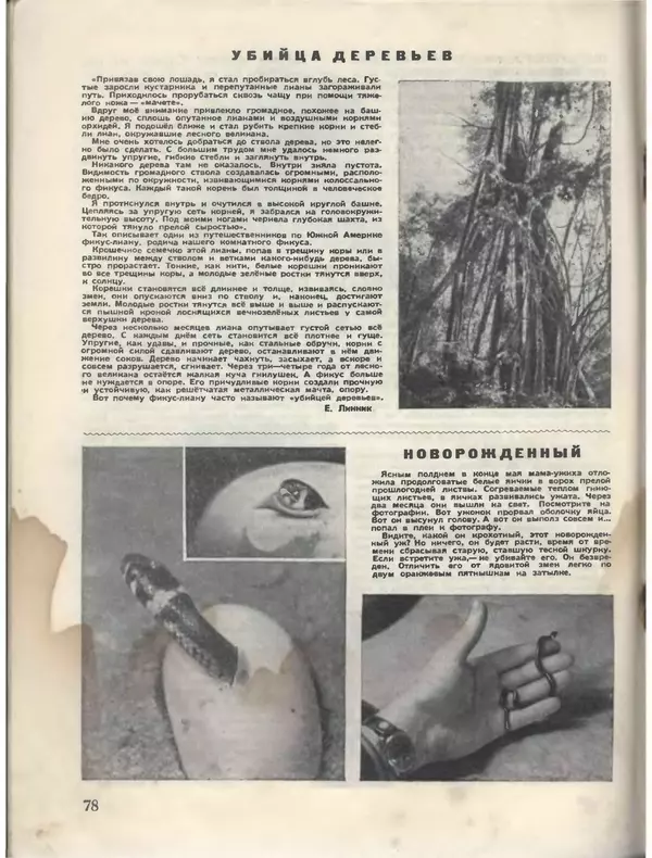 КулЛиб.   Журнал «Пионер» - Пионер, 1955 № 08. Страница № 84