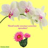 Книга - Надя  Кактус - Чтоб тебе кактус вместо орхидеи! (СИ) (fb2) читать без регистрации