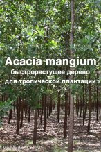 Книга - Maheshwar  Hegde - Acacia mangium  Willd. - быстрорастущее дерево для тропической плантации (fb2) читать без регистрации