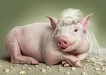 Книга - Автор  Неизвестен - Аномалии поведения свиней (fb2) читать без регистрации