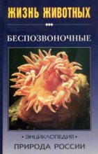 Книга - О. В. Волцит - Природа России: жизнь животных. Беспозвоночные (djvu) читать без регистрации