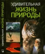Книга - Коллектив авторов - Удивительная жизнь природы (djvu) читать без регистрации